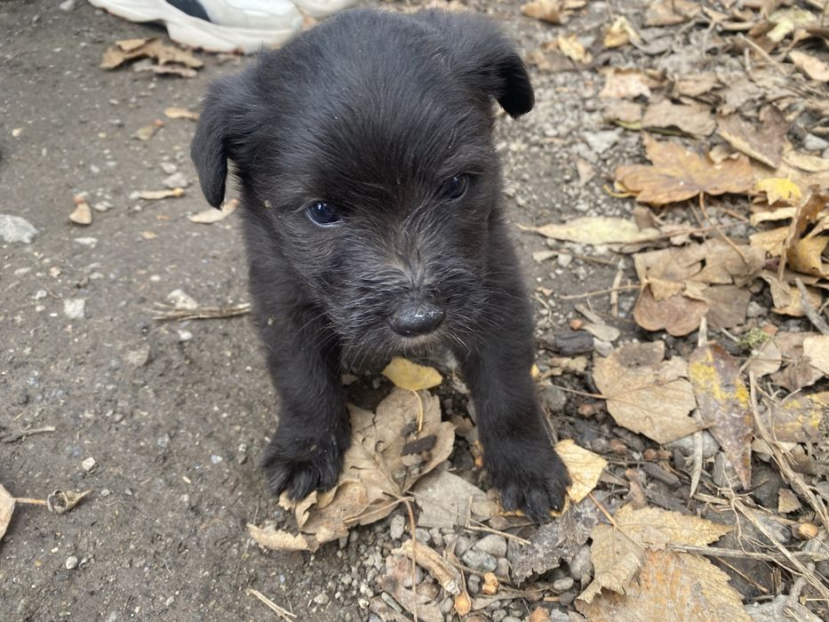 Песик, собачка в добрі руки