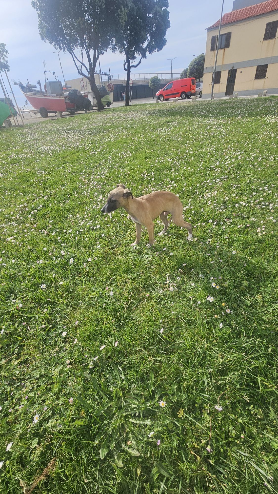 Galgo whippet macho