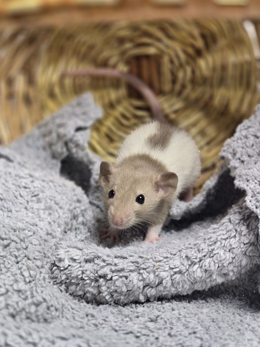 Ручные крысята дамбо. Есть доставка, клетки. Домашние ручные крысы, кр