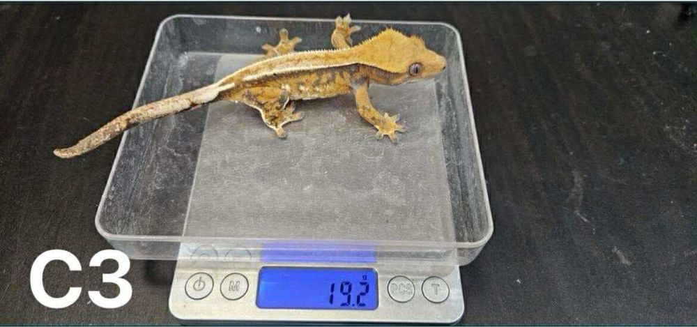 Samiczki Gekona orzesionego