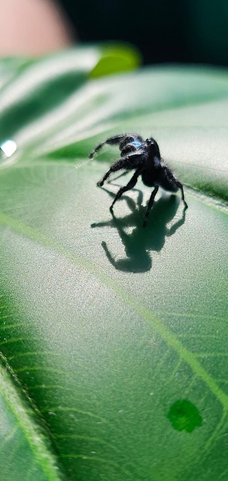 Skakun Phidippus audax bryantae Oregon L3-L4