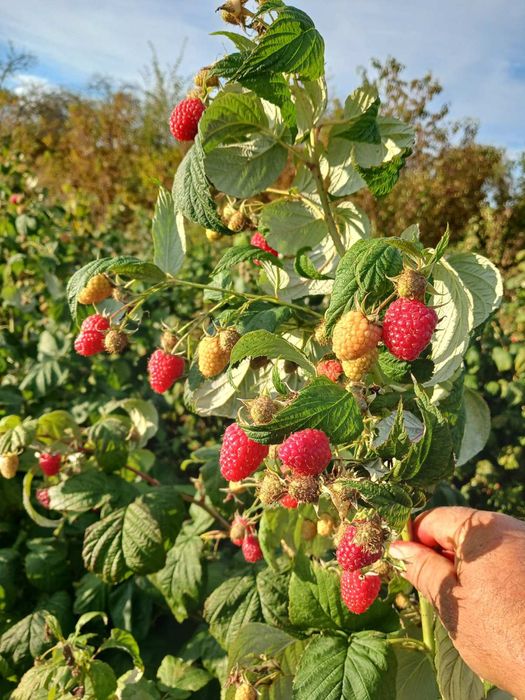 Продам саженці малини сорт полана і полька  цена 6 гривень.