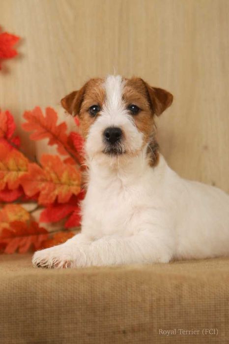 piesek Jack Russell terrier ZKWP/FCI szorstkowłosa
