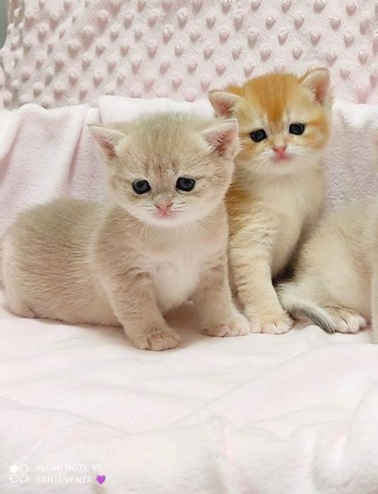 Британские золотые шиншиллы котята - тигрята