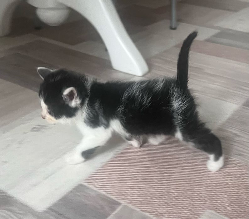 Кошеня  шотландске  безкоштовно
