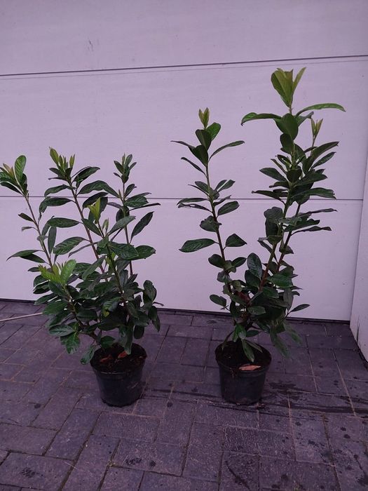 Laurowisnia nowita 60- 120cm hurt/detal