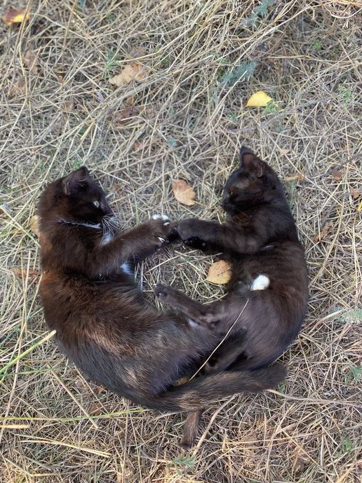Вислоухая кошечка