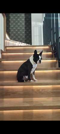 Boston Terrier ZKwP FCI/ planowany miot w 2024 roku