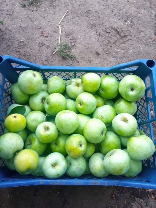 Яблоки семеренка домашние