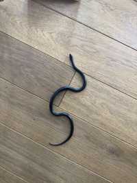 Wąż mahoniowy czarny samica