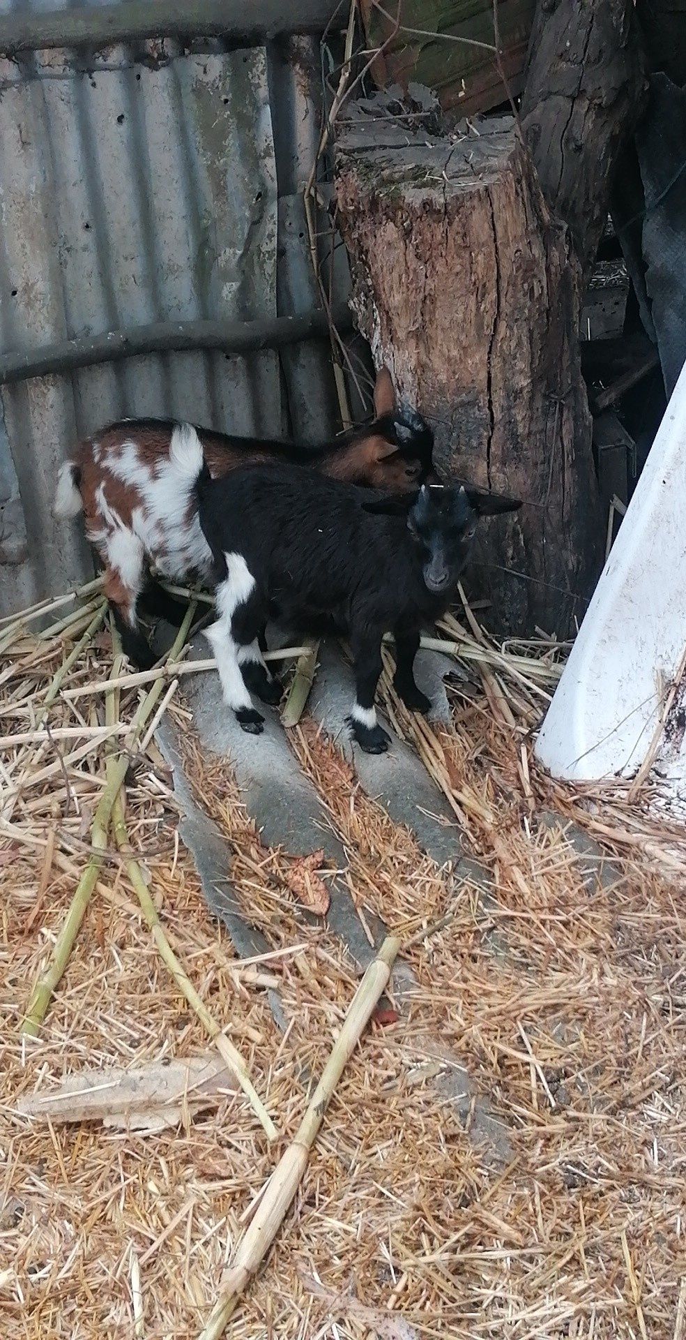 Cabras raça mini casal novas Vendo ou troco por algo do meu intresse