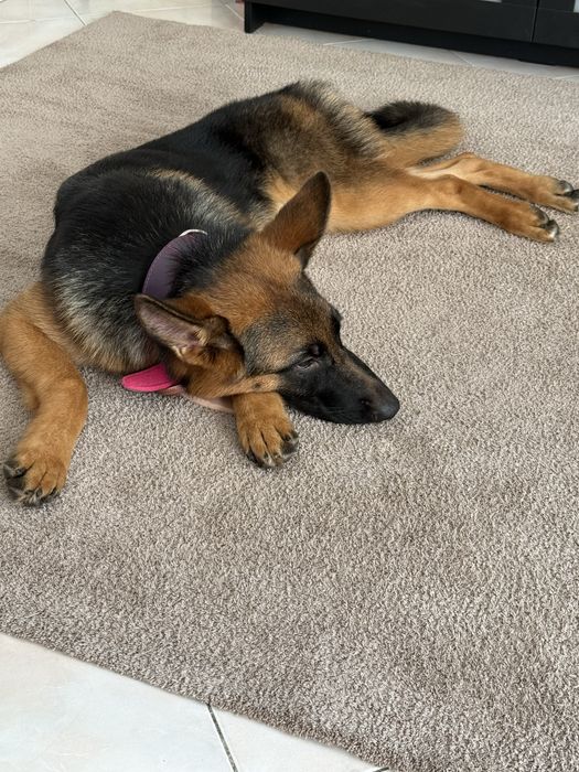 Pastor alemão fêmea 5 meses