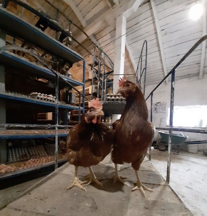 продаются куры мясо яичной породы