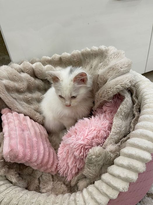 Котята безкоштовно