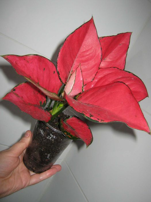 аглаонема филодендрон алоказия домашние декоративно лиственные цветы