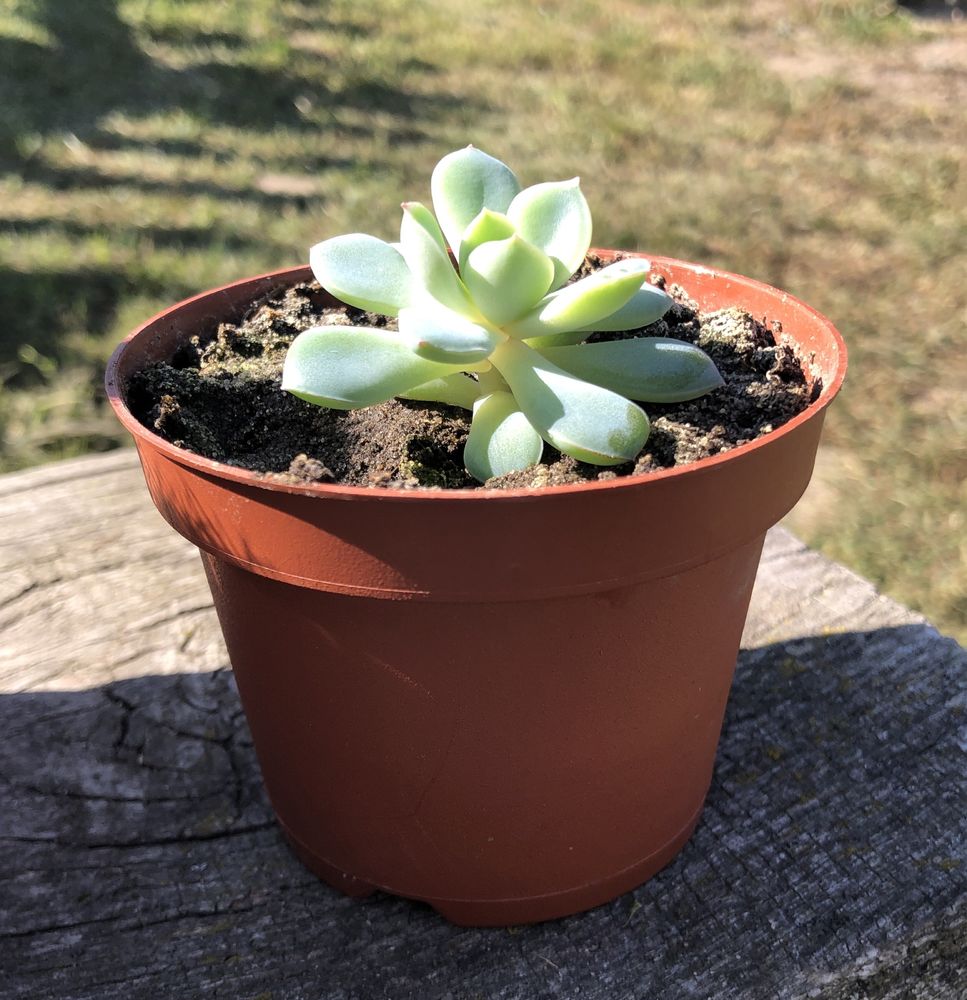 Суккулент Echeveria