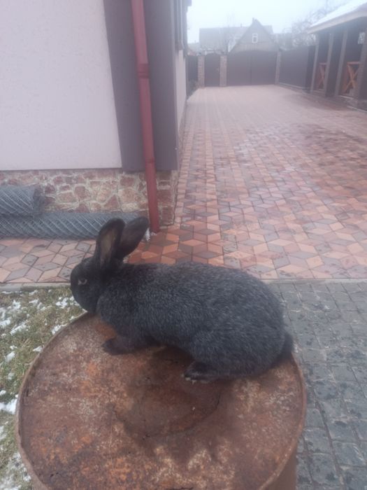 Продам кролі полтавське срібло