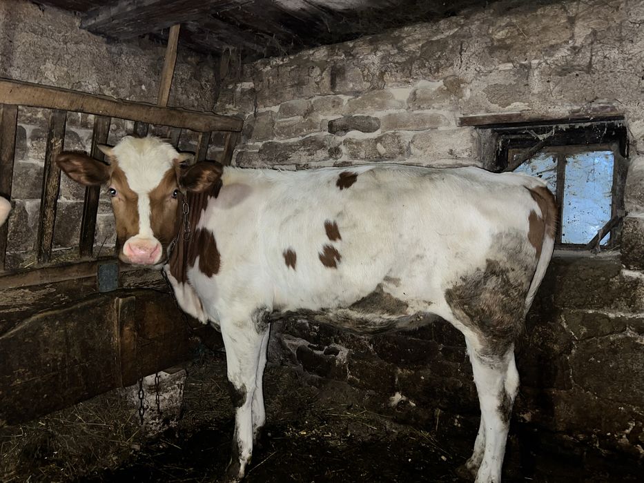 Продається молода теличка , один рік . На утримання . Дуже Спокійна