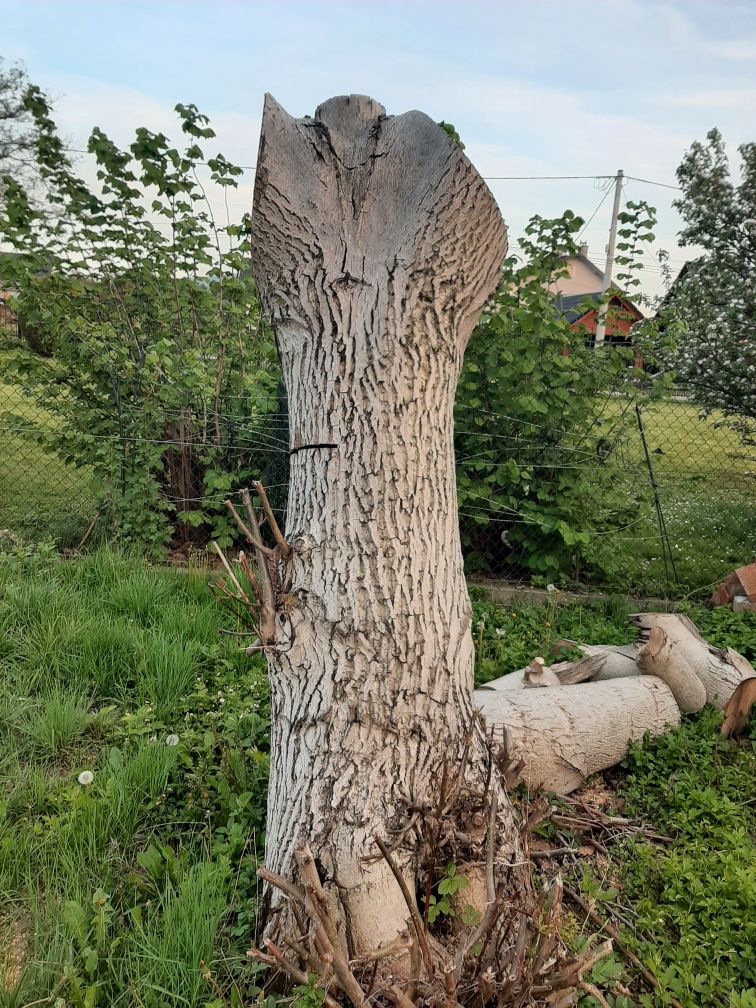 Drzewo  orzech wys. 190