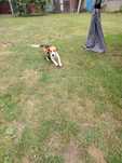 Suczka Beagle 1.5 roku w dobre ręce