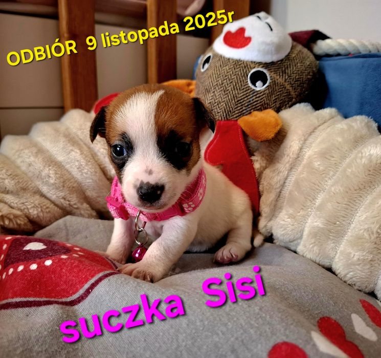 Malutka Sisi Jack JUŻ DO ODBIORU tata FCI RODZICEw  hodowli