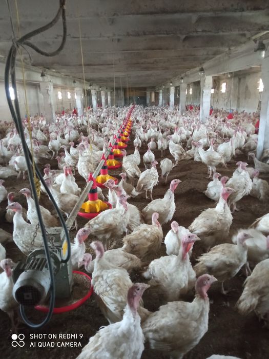 Ферма. Курник .Пташник. Склад.