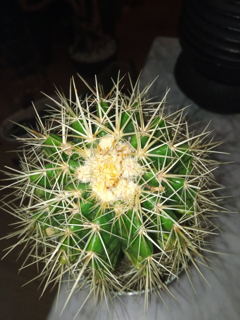 Kaktus echinocactus grusonii