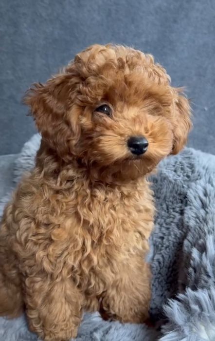 Малиш той пудель , чудовий хлопчик