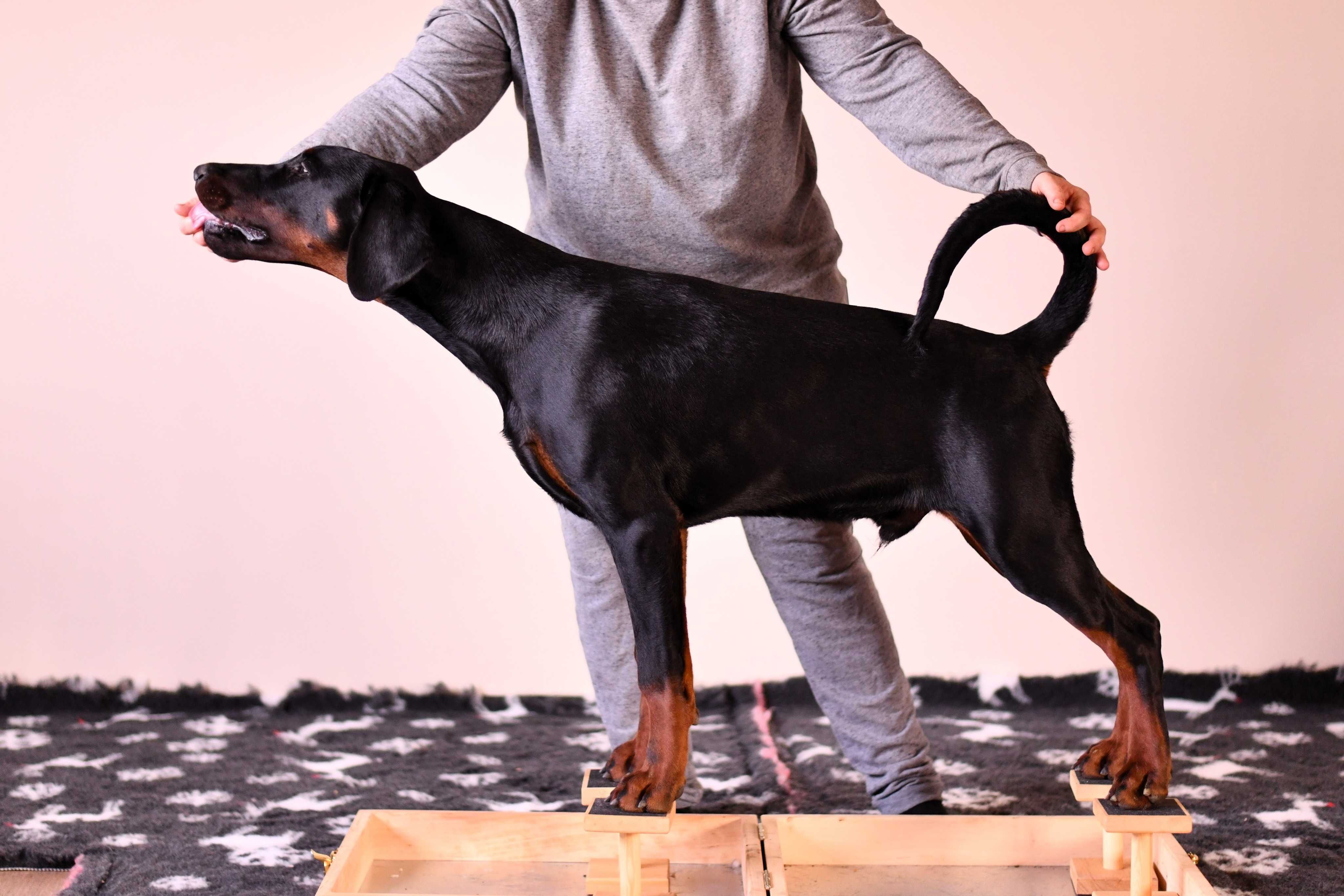 Doberman piesek FCI