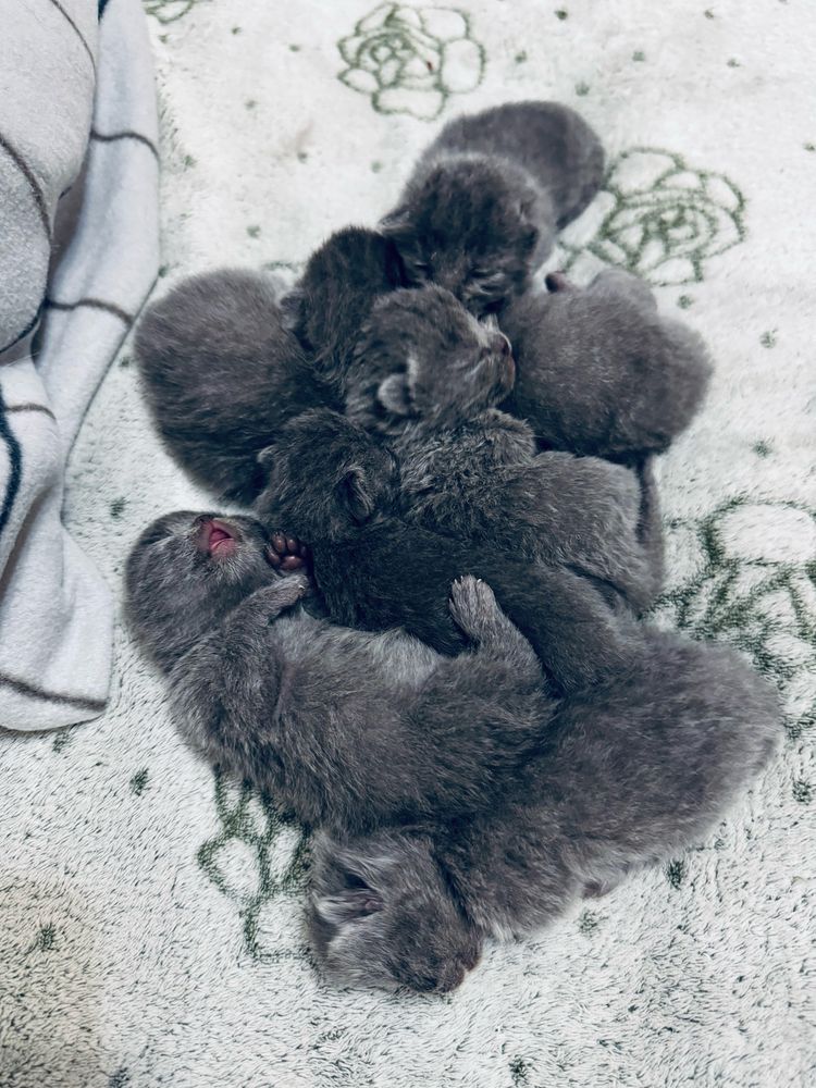 Шотландські кошенята/Scottish cats/Scottish fold/straight