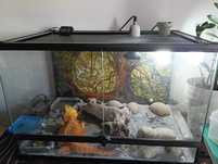Terrário Giganterra 60cm