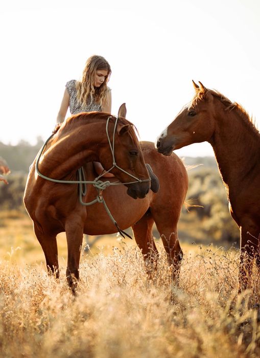 Cavalo castrado para venda, 9 anos