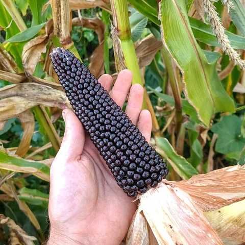 10 Sementes Milho Dakota Negro – Zea mays Dakota Black