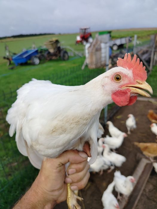 Sprzedam młode kogutki rasy Leghorn.