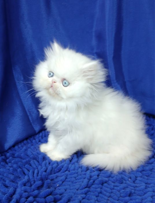 ГОЛУБОГЛАЗЫЙ белоснежный перс