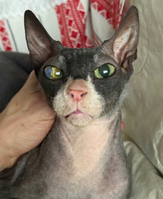 Маняша, сфінкс велюрочка, близько 2 років.Добра з величезним серцем!