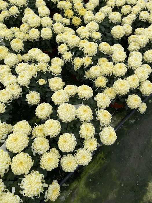 Chryzantemy dąbki kwiaty