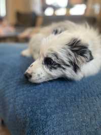 Border collie blue merle piesek