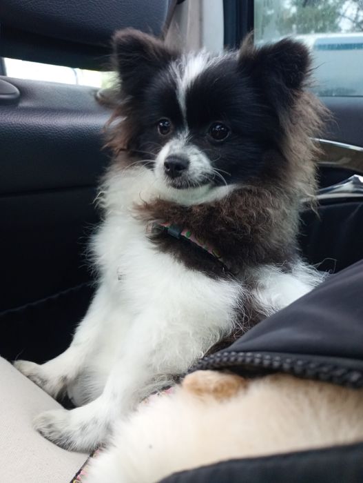 Померанский шпиц девочка