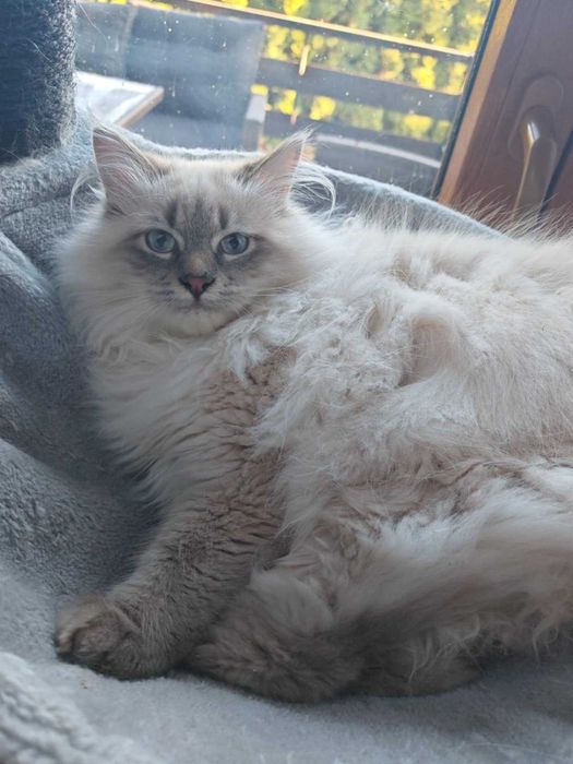 Koteczka syberyjska Neva Masquerade czeka na nowy dom.