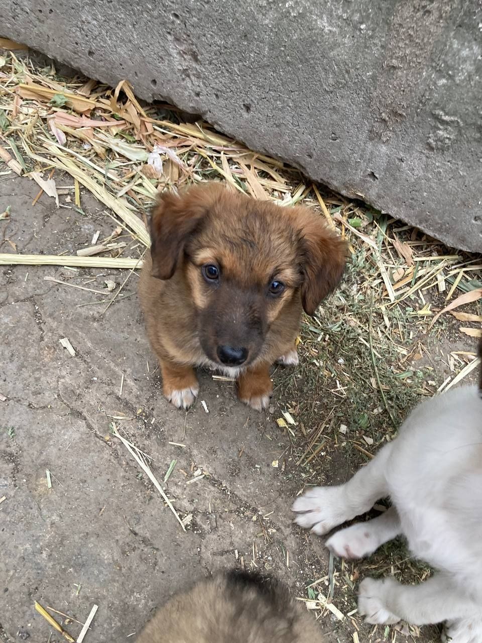 Песики шукають люблячу родину