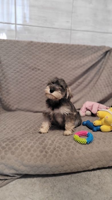 Sznaucer Miniaturowy Suczka Piesek Szczeniak Śliczny