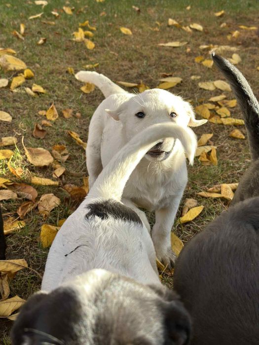 Oddam pieski w dobre ręce mieszane labradory