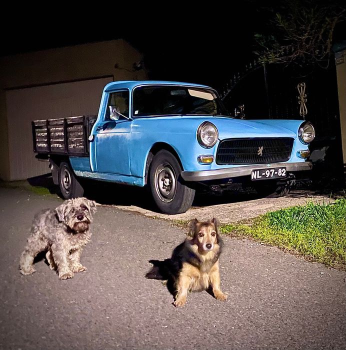 Dog sitting treinador de cães