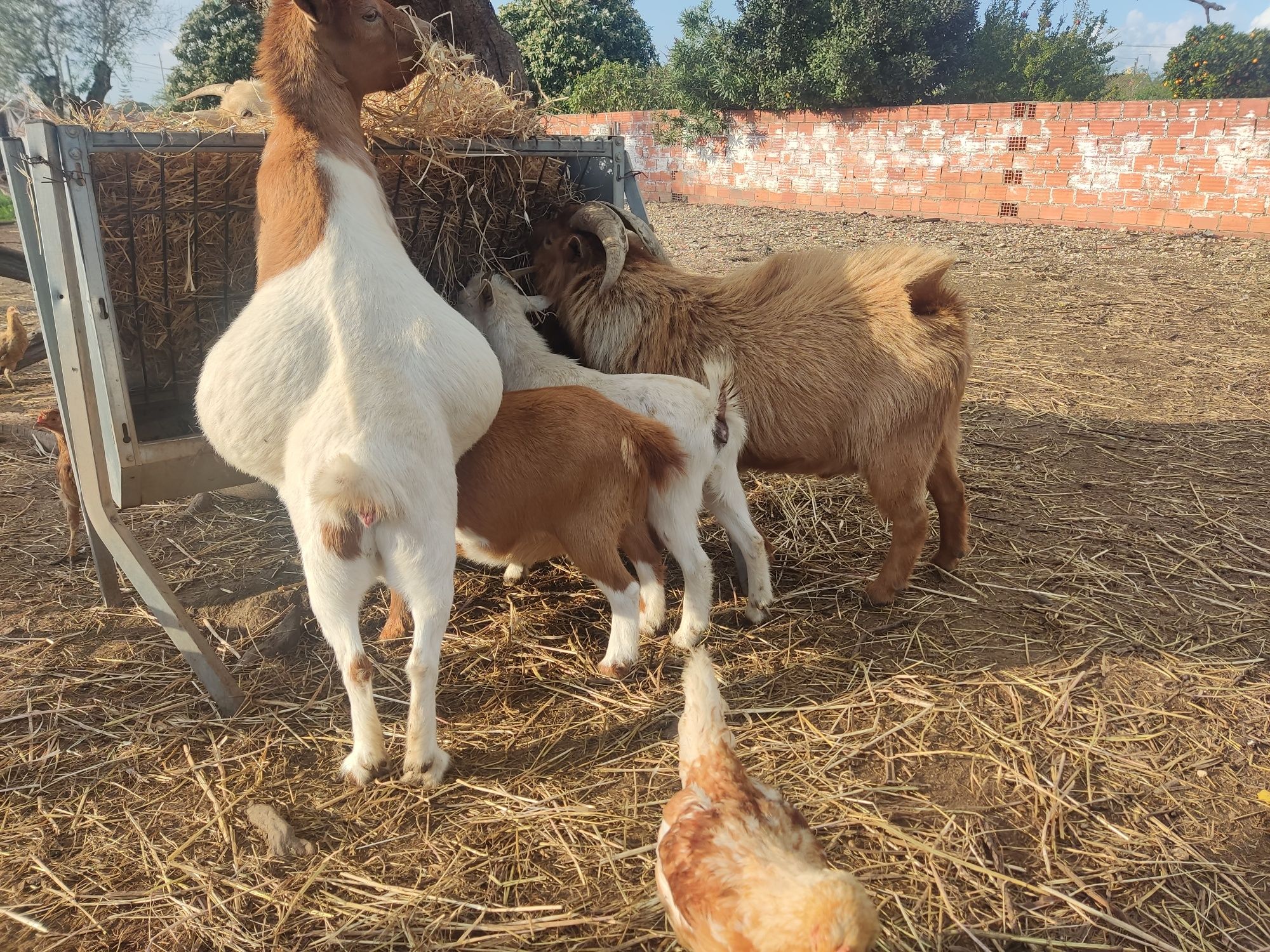 Cabras anãs adultas