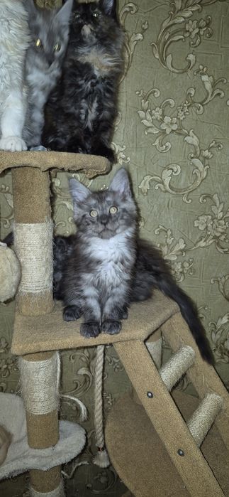 Шикарний кіт Мейн кун на вязку