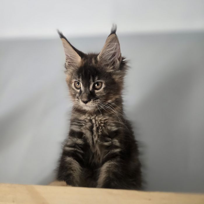 Maine Coon kotka kocurki