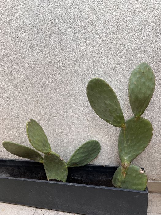 Cacto figo da india opuncia