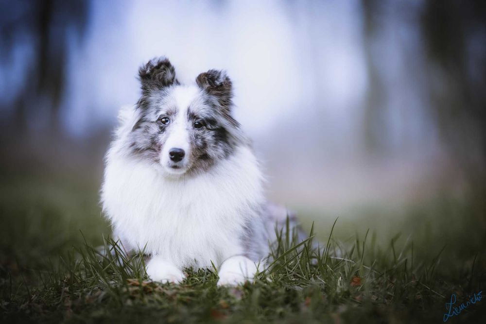 Owczarek Szetlandzki Sheltie - Bi Black Sport