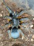 Ptasznik Samica Ornithoctoninae sp. silver
